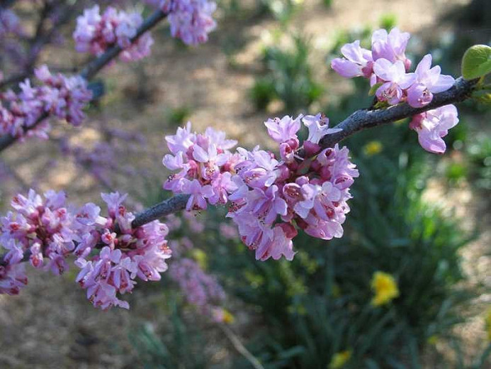 Cercis canadensis Ace of Hearts, Eastern Redbud Ace of Hearts, Shrub, Small Tree, Pink Flowers,